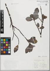 Foto von Salix glabra Scop.